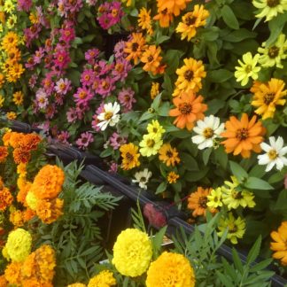 Soil for Flowerbeds