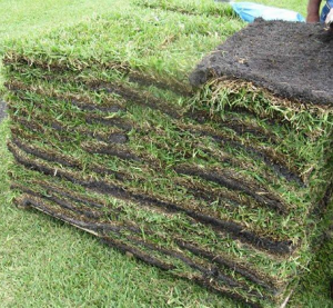 Soils for grass sod