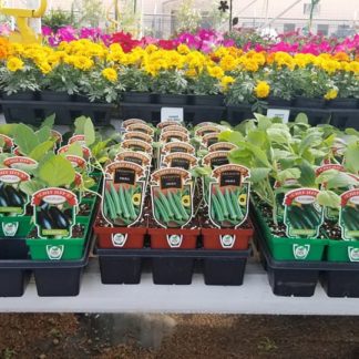 Vegetable Gardens