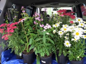 Curb side pick up! Plants, fertilizer, pots, bagged mulches and soils!