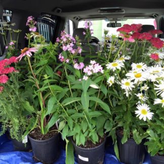Curb side pick up! Plants, fertilizer, pots, bagged mulches and soils!